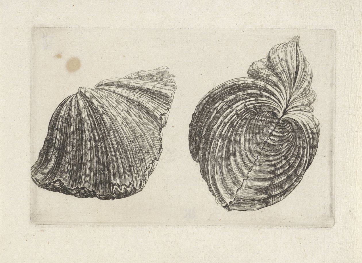 Concha, hipopótamo hipopótamo Conchas (título de la serie) de Wenceslaus Hollar