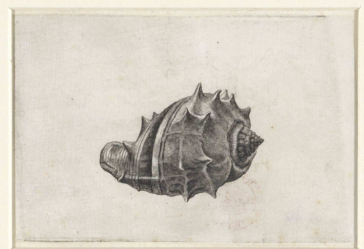 Concha, melongena melongena Conchas (título de la serie) de Wenceslaus Hollar