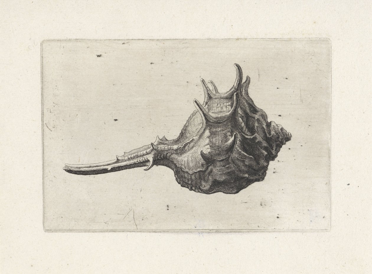 Concha, murex brevispina Conchas (título de la serie) de Wenceslaus Hollar