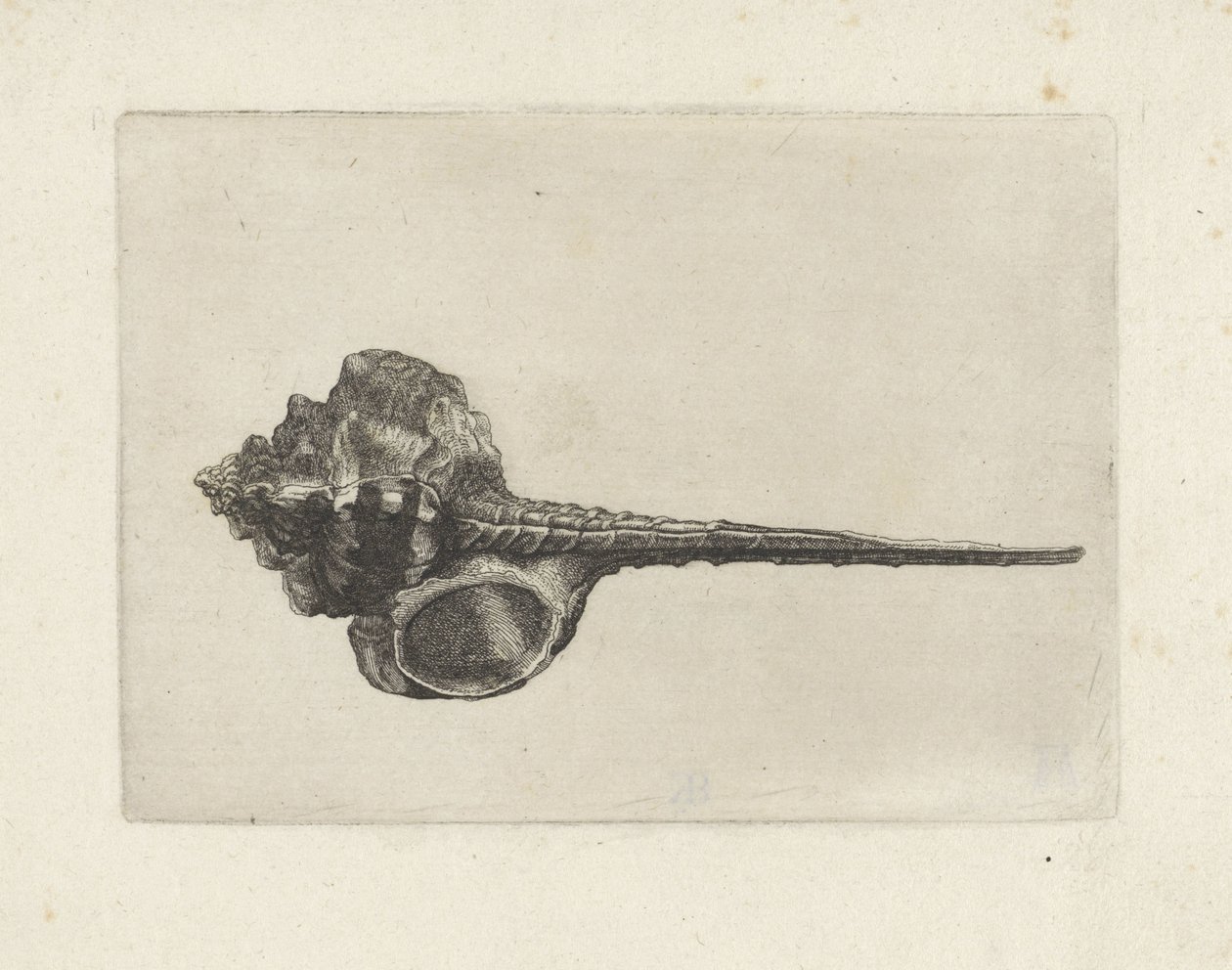 Concha, murex haustellum Conchas (título de la serie) de Wenceslaus Hollar