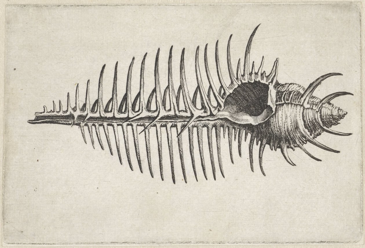 Concha, murex pecten Conchas (título de la serie) de Wenceslaus Hollar