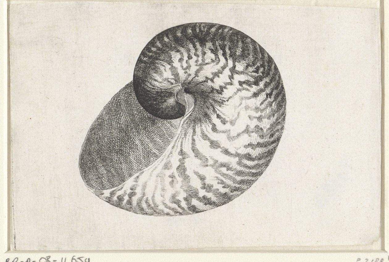 Concha, nautilus pompilius Conchas (título de la serie) de Wenceslaus Hollar
