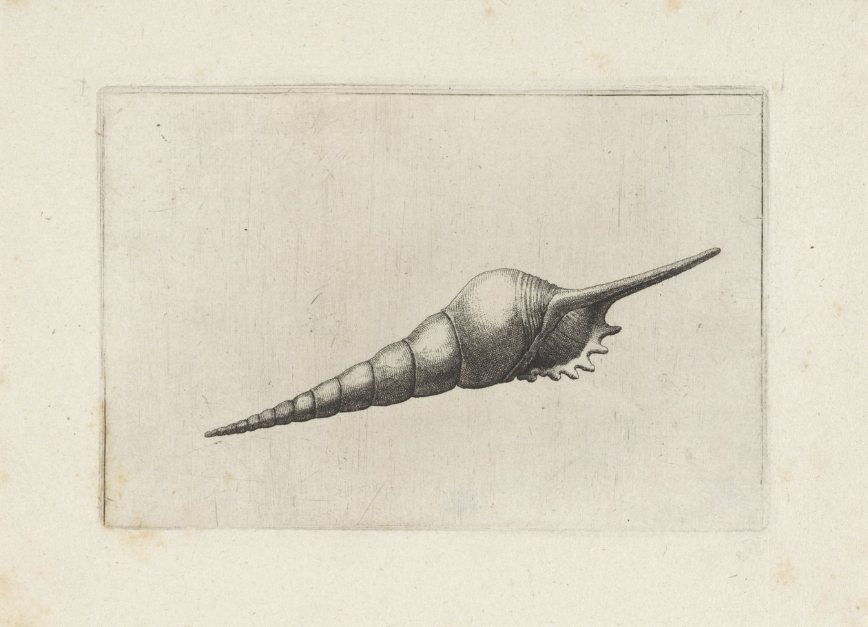 Schelp, huso de flauta melanocheilus Schelpen (título de la serie) de Wenceslaus Hollar