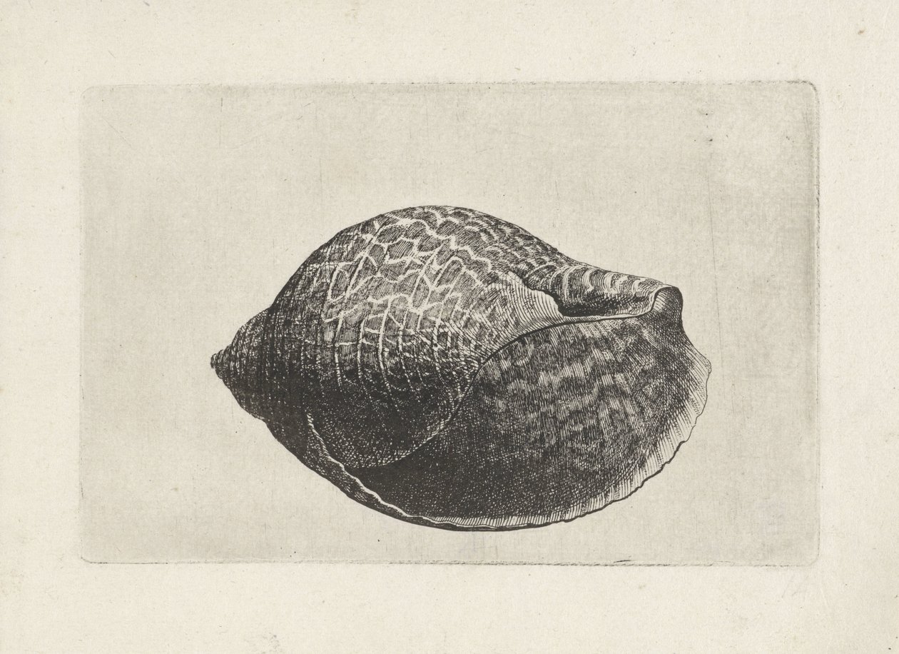 Concha, tonna perdix Conchas (título de la serie) de Wenceslaus Hollar