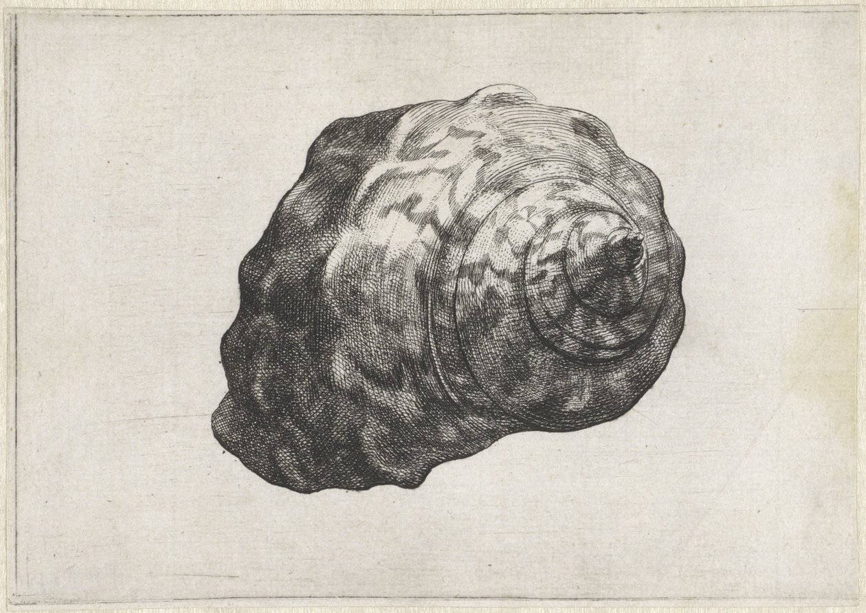 Concha, turbo sarmaticus Conchas (título de la serie) de Wenceslaus Hollar
