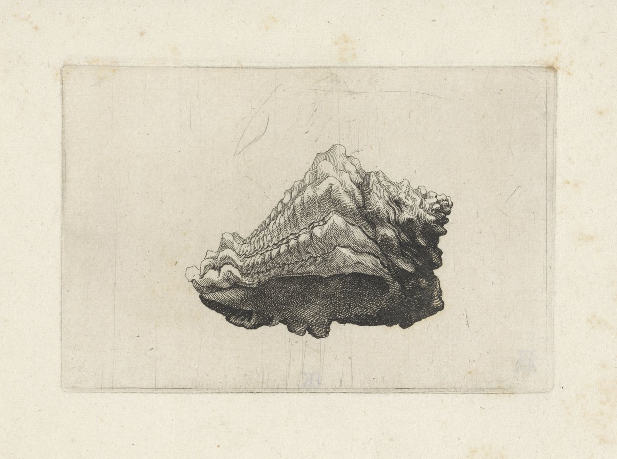 Concha, vasum muricatum nacido Conchas (título de la serie) de Wenceslaus Hollar