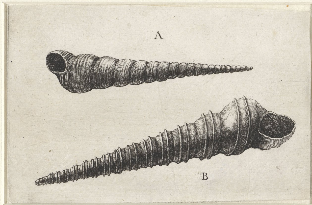 Conchas, turritella terebra (A) y turritella duplicata (B) Conchas (título de la serie) de Wenceslaus Hollar
