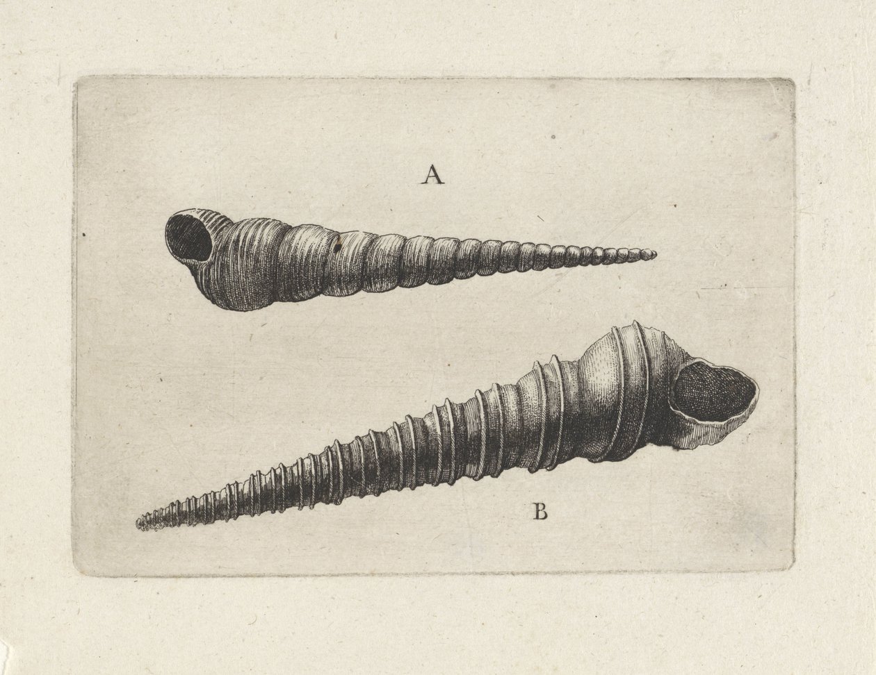 Conchas, turritella terebra (A) y turritella duplicata (B) Conchas (título de la serie) de Wenceslaus Hollar