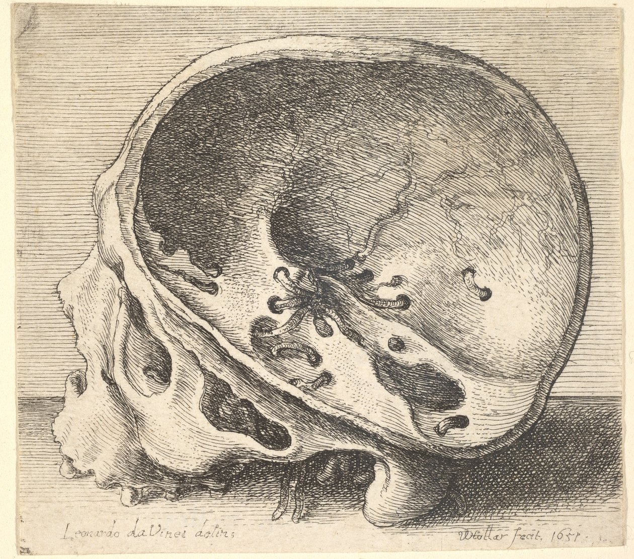Cráneo seccionado en perfil hacia la izquierda con el lado izquierdo del cráneo removido de Wenceslaus Hollar