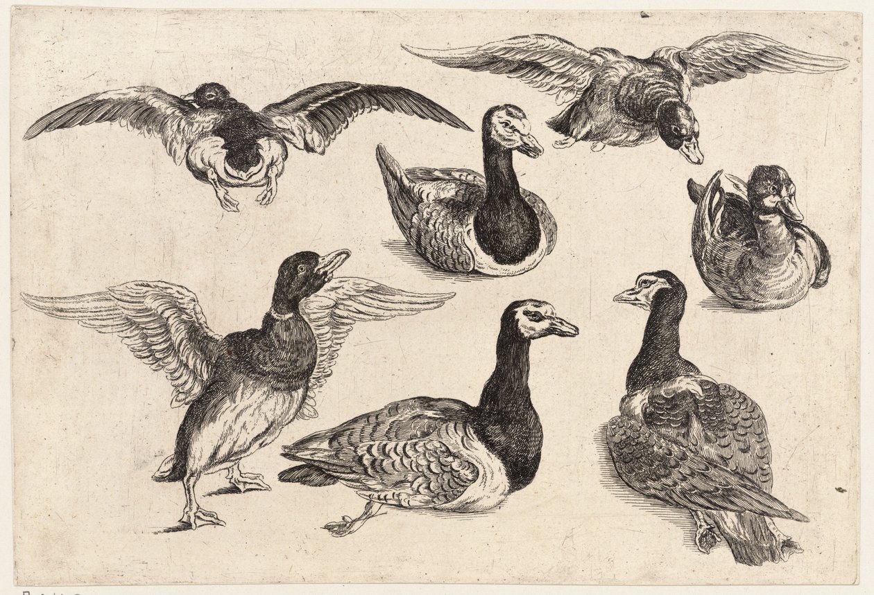 Siete patos de Wenceslaus Hollar