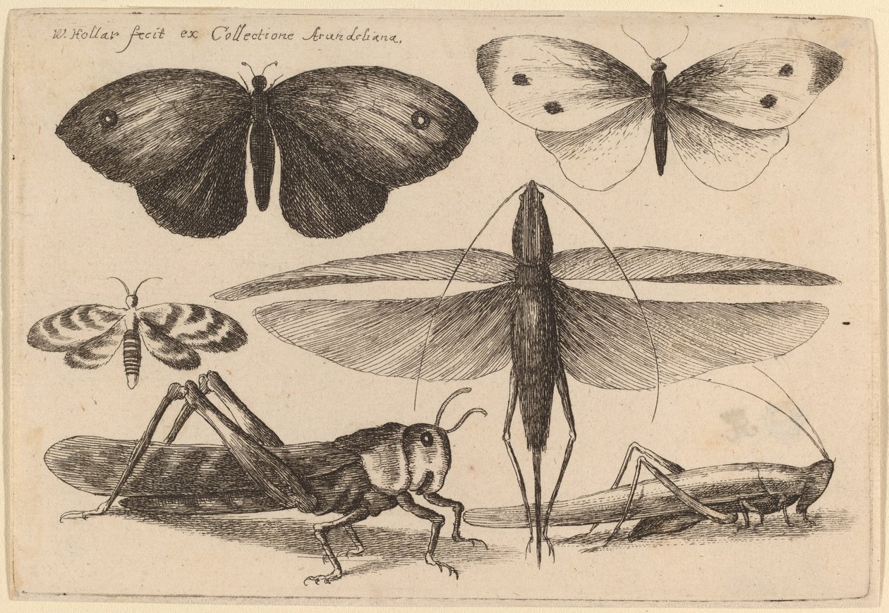 Seis Insectos de Wenceslaus Hollar