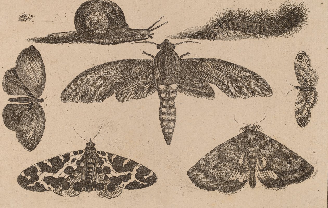Seis Insectos, una Oruga y un Caracol de Wenceslaus Hollar