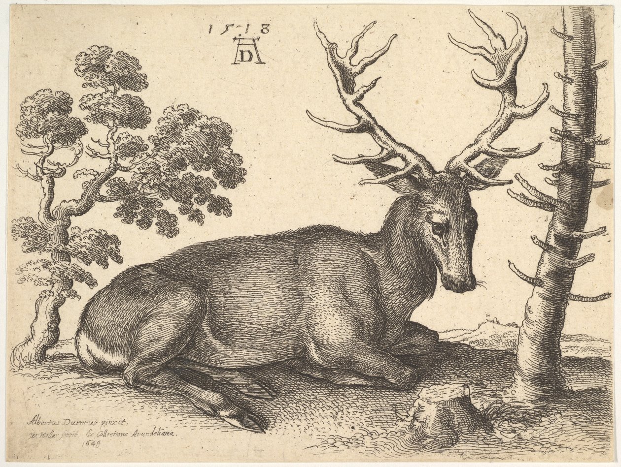 Ciervo acostado a la derecha, 1649 de Wenceslaus Hollar