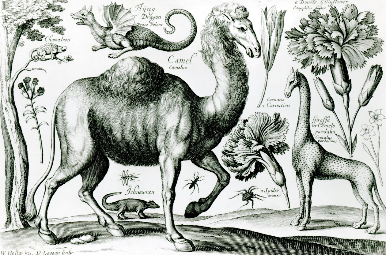 Estudio de animales y flores, grabado por D. Loggan de Wenceslaus Hollar
