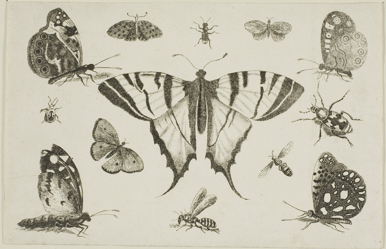 Mariposa de Cola de Golondrina y Otros Doce Insectos de Wenceslaus Hollar