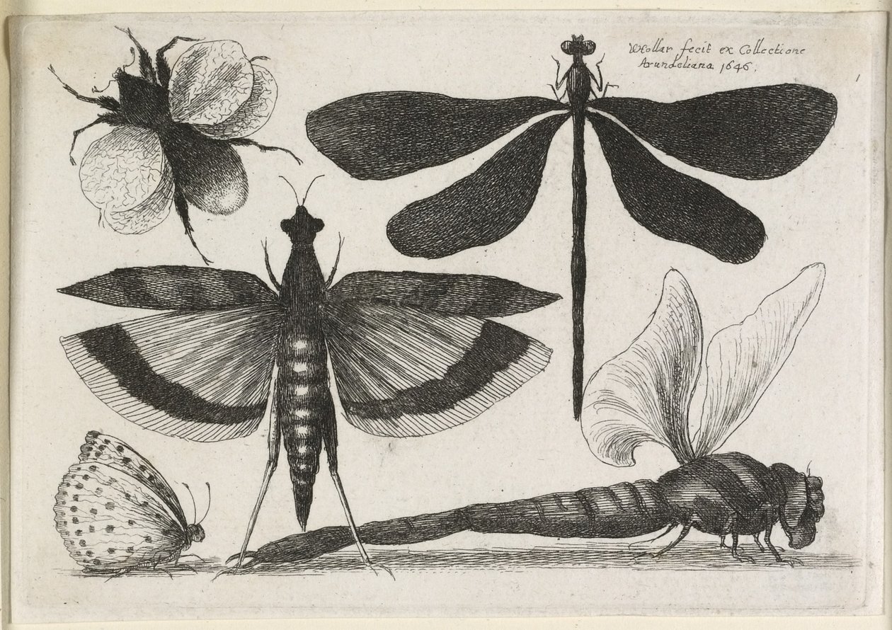 El conjunto de mariposas, uno de doce, 1646 de Wenceslaus Hollar