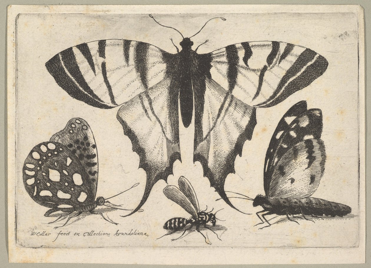 Tres mariposas y una avispa de Wenceslaus Hollar