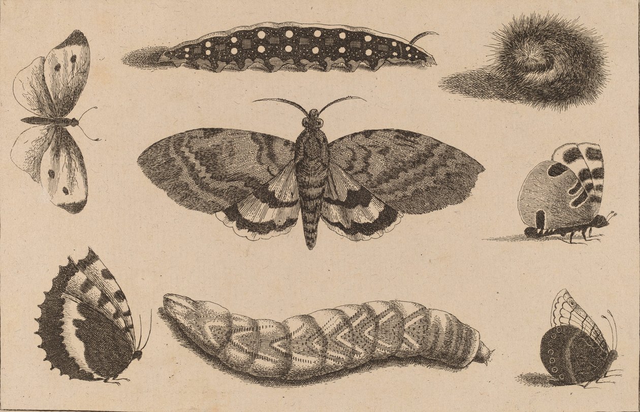 Tres orugas, una polilla y cuatro mariposas de Wenceslaus Hollar