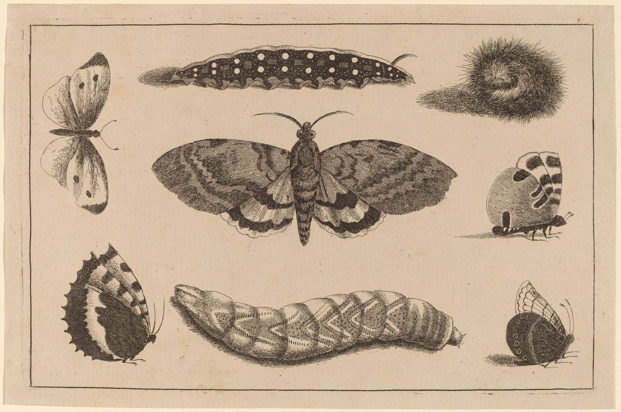 Tres orugas, una polilla y cuatro mariposas de Wenceslaus Hollar