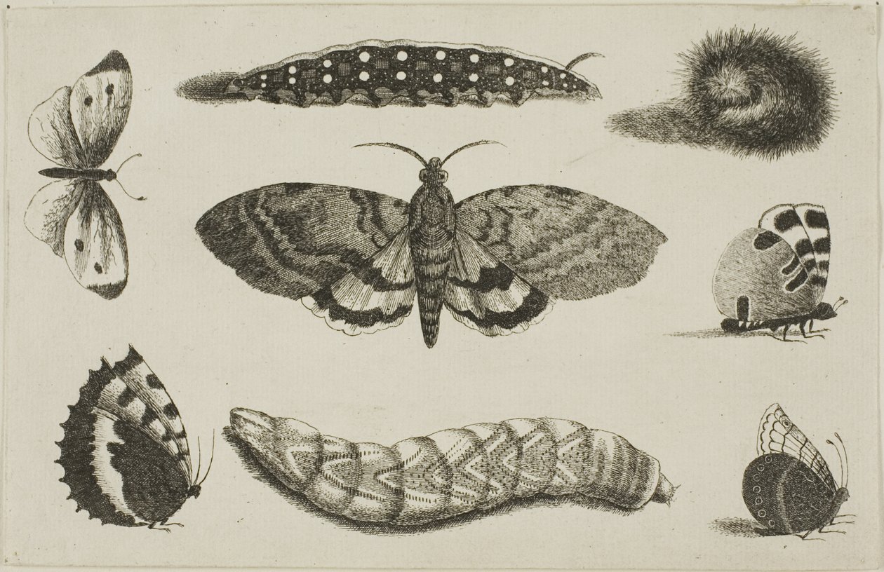Tres orugas, una polilla y cuatro mariposas de Wenceslaus Hollar