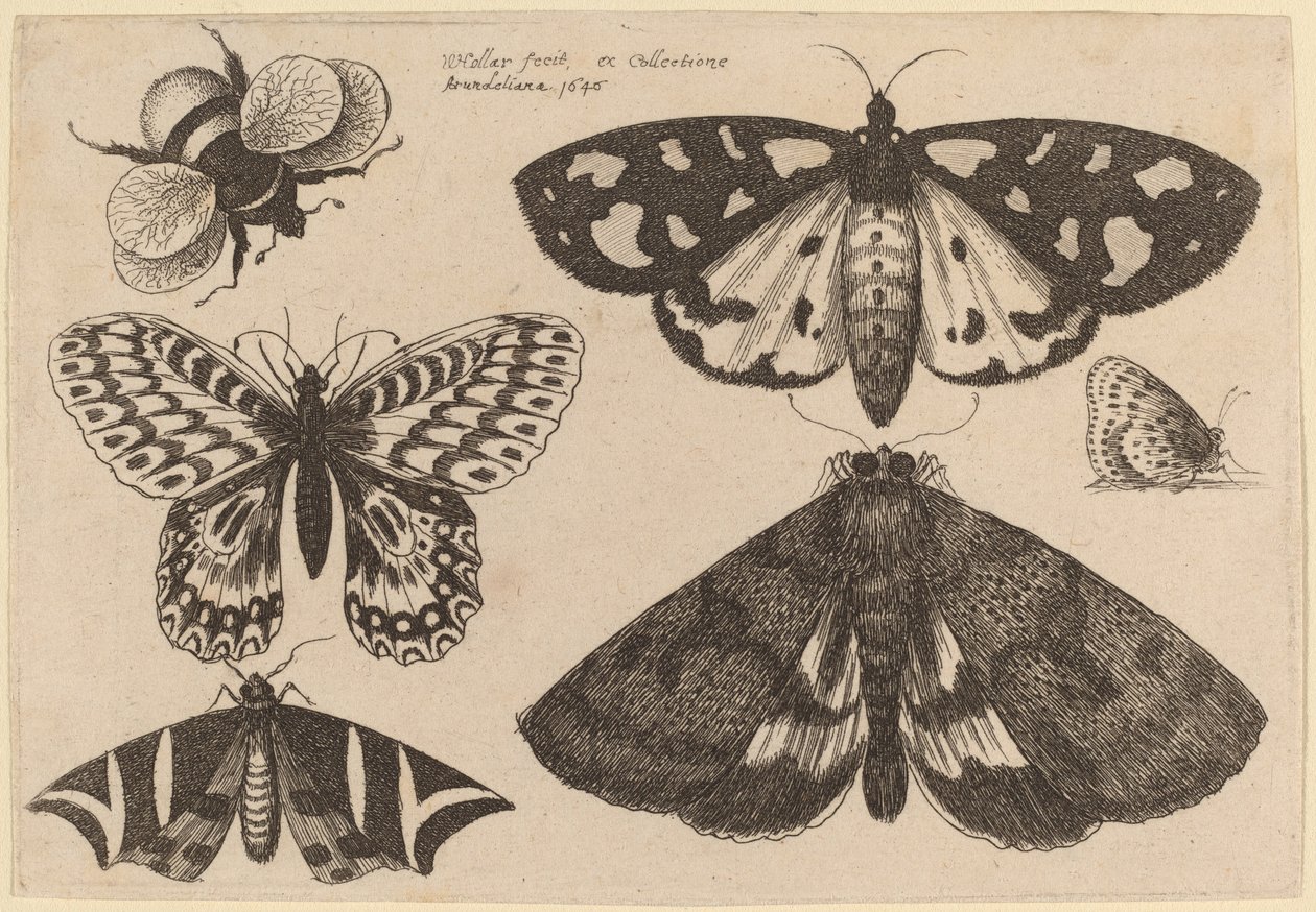 Tres Polillas, Dos Mariposas y un Abejorro de Wenceslaus Hollar