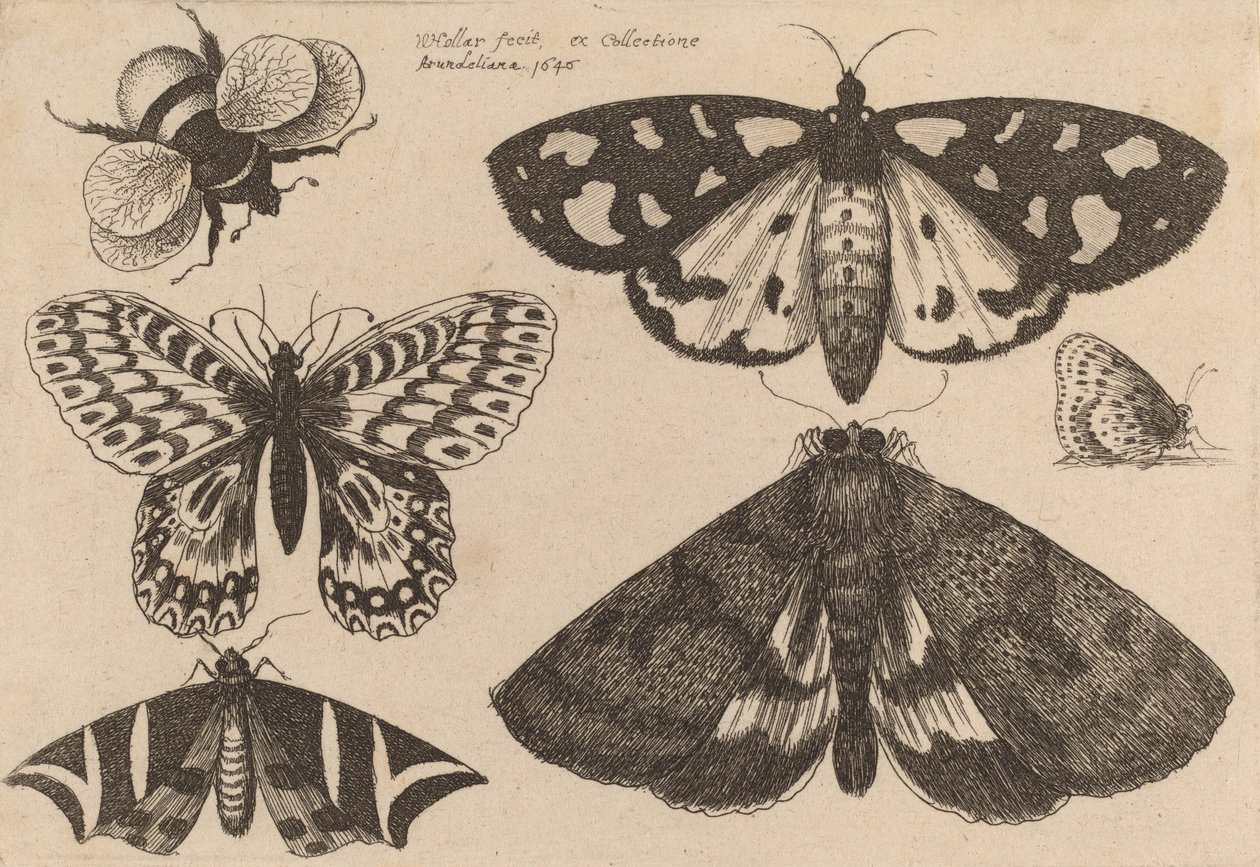Tres polillas, dos mariposas y un abejorro, 1646 de Wenceslaus Hollar