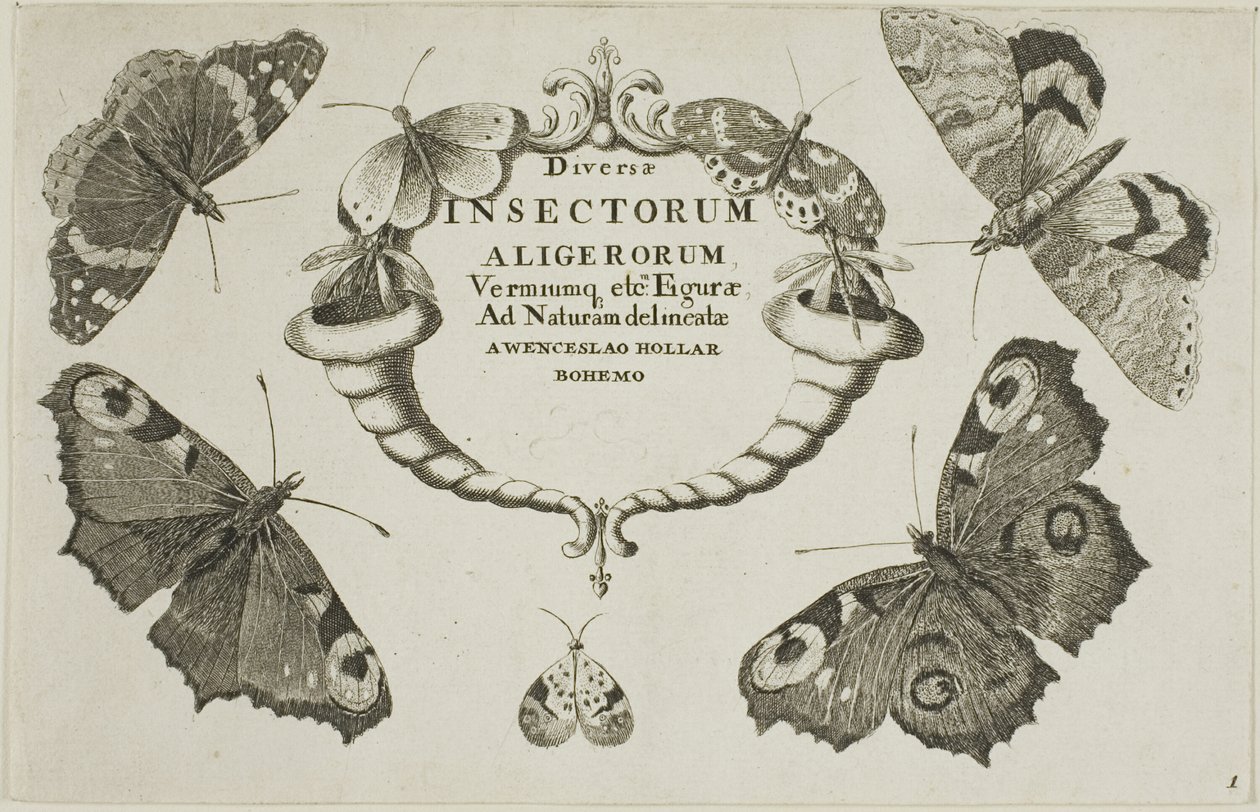 Página de título de Diversae Insectorum de Wenceslaus Hollar