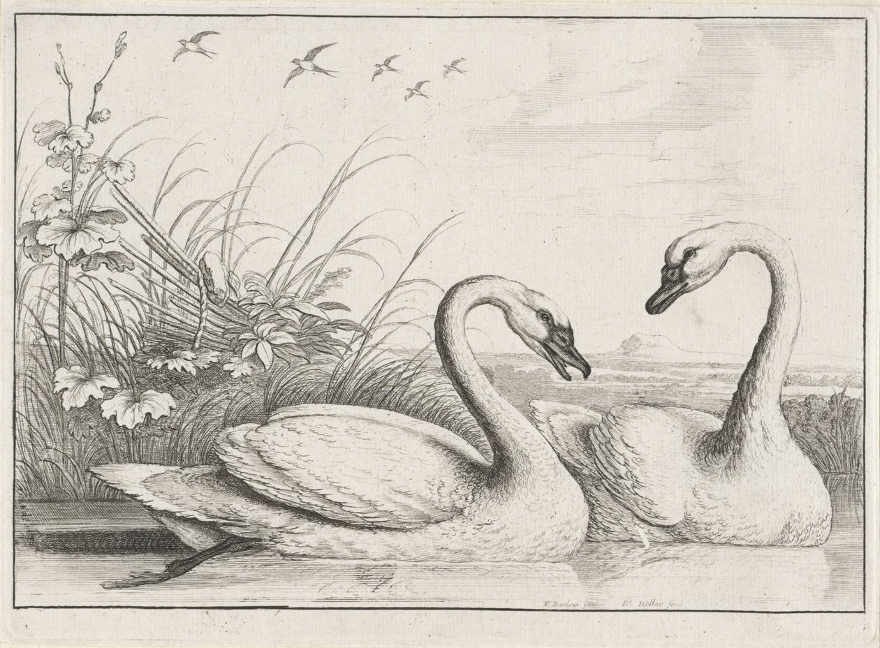 dos cisnes Especies de Diversae avium (título de la serie) Aves diferentes (título de la serie) de Wenceslaus Hollar