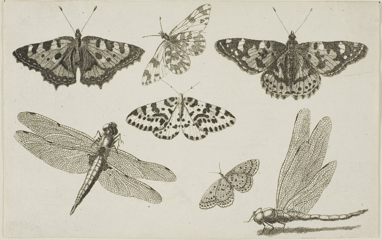 Dos libélulas y cinco mariposas de Wenceslaus Hollar