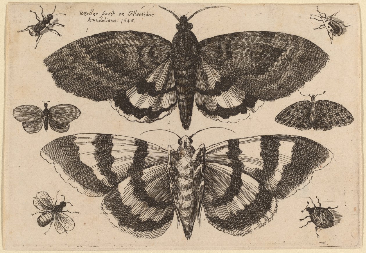 Dos Polillas y Seis Insectos de Wenceslaus Hollar