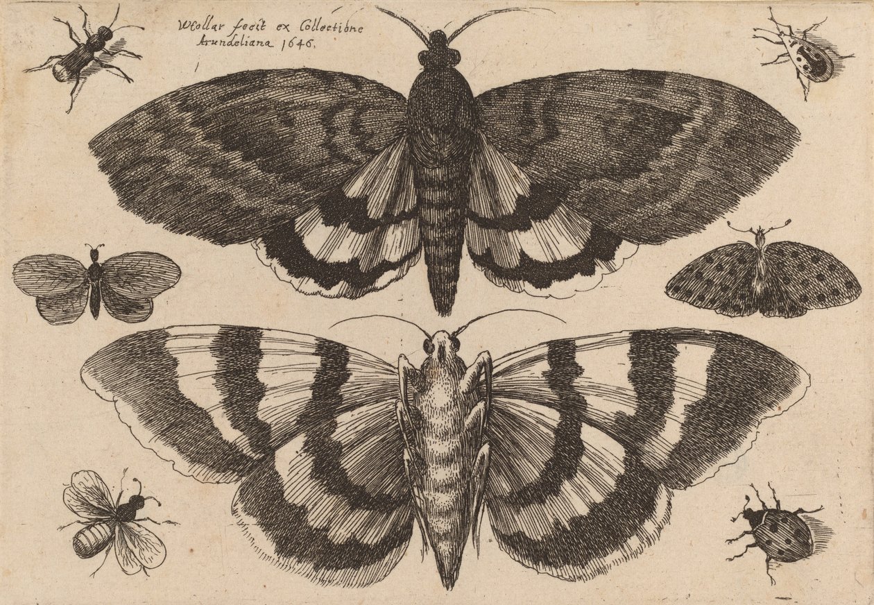 Dos polillas y seis insectos de Wenceslaus Hollar