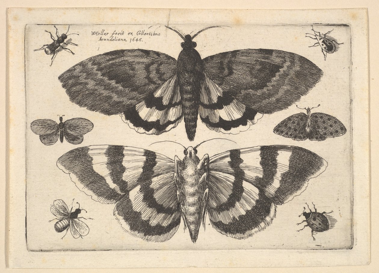 Dos polillas y seis insectos de Wenceslaus Hollar