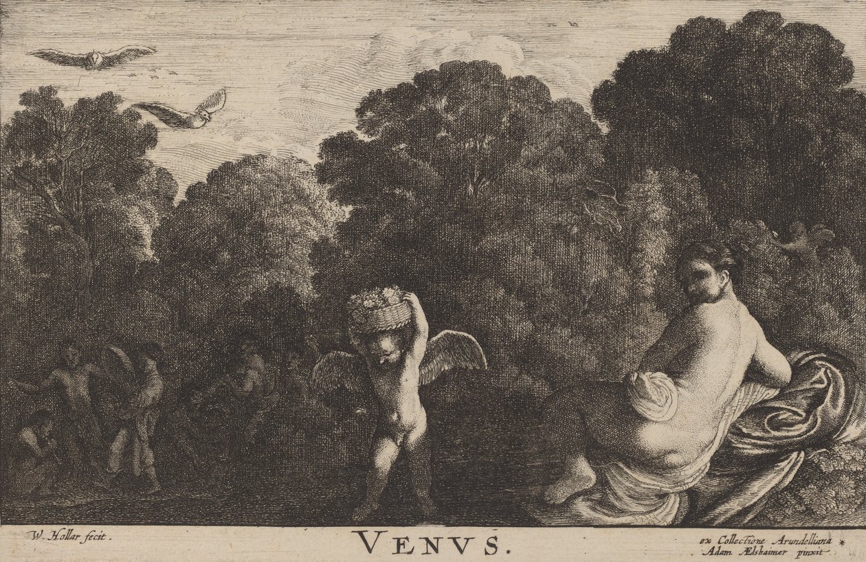 Venus de Wenceslaus Hollar