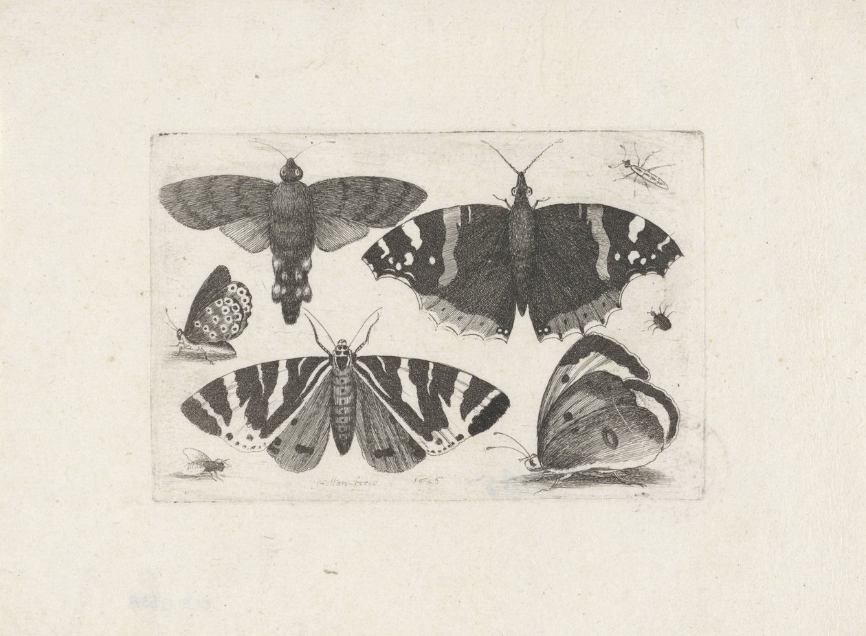 Cuatro mariposas, una polilla, dos escarabajos y una mosca de Wenceslaus Hollar