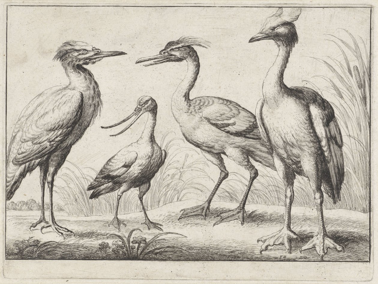cuatro aves zancudas Aves diferentes (título de la serie) de Wenceslaus Hollar