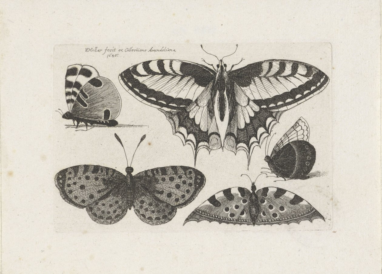 Cinco mariposas
Insectos (título de la serie)
Muscarum Scarabeorum (título de la serie) de Wenceslaus Hollar