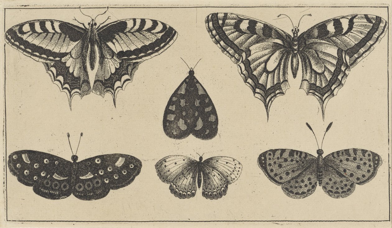 Cinco mariposas y una polilla Varios insectos (título de la serie) Diversae Insectorum (título de la serie) de Wenceslaus Hollar
