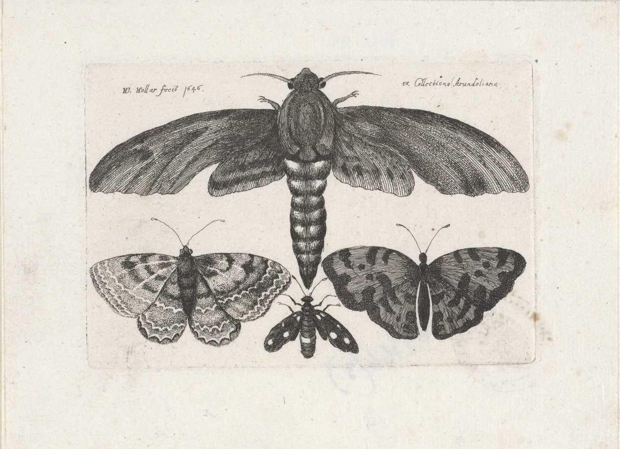 Mariposas y una polilla Insectos (título de la serie) Muscarum Scarabeorum (título de la serie) de Wenceslaus Hollar
