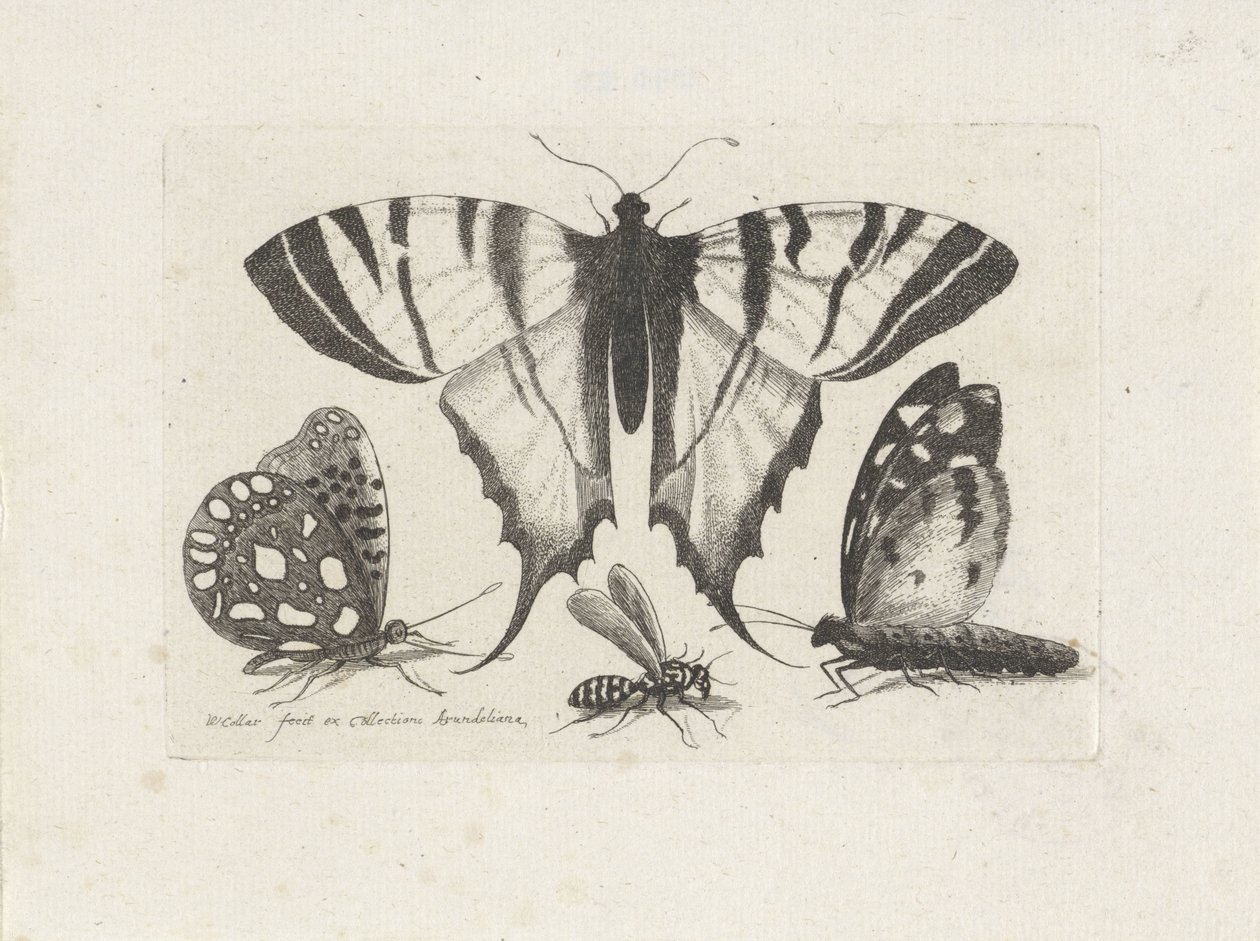 Mariposas y una avispa Insectos (título de la serie) Muscarum Scarabeorum (título de la serie) de Wenceslaus Hollar