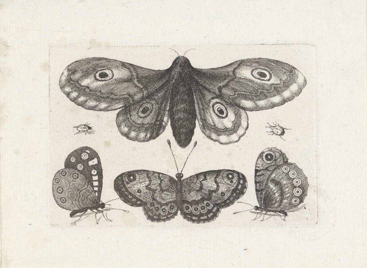 Mariposas, escarabajos y una polilla Insectos (título de la serie) Muscarum Scarabeorum (título de la serie) de Wenceslaus Hollar