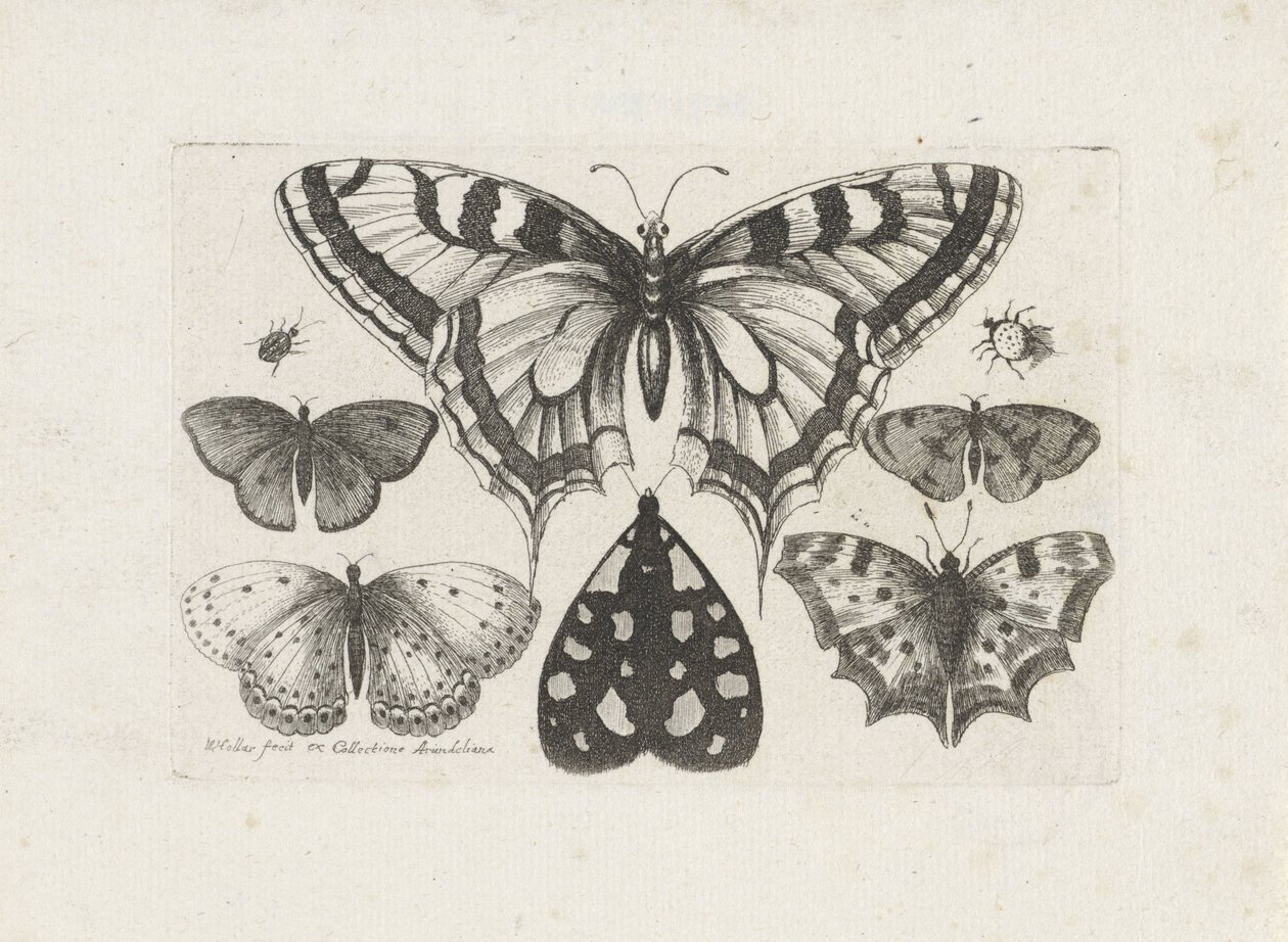 Mariposas, escarabajos y una polilla Insectos (título de la serie) Muscarum Scarabeorum (título de la serie) de Wenceslaus Hollar