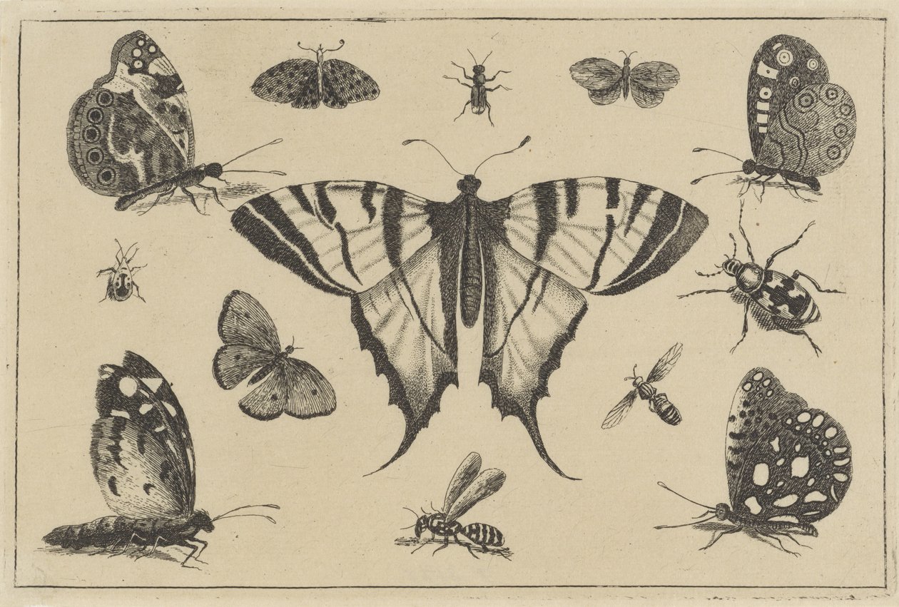 Mariposas, avispas y otros insectos Varios insectos (título de la serie) Diversae Insectorum (título de la serie) de Wenceslaus Hollar