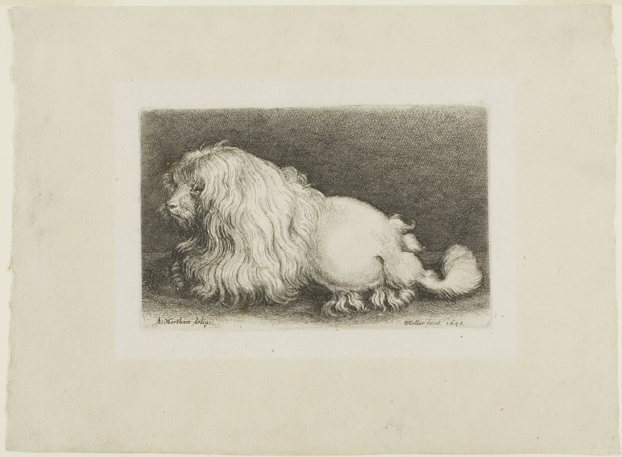 Perro blanco de Wenceslaus Hollar