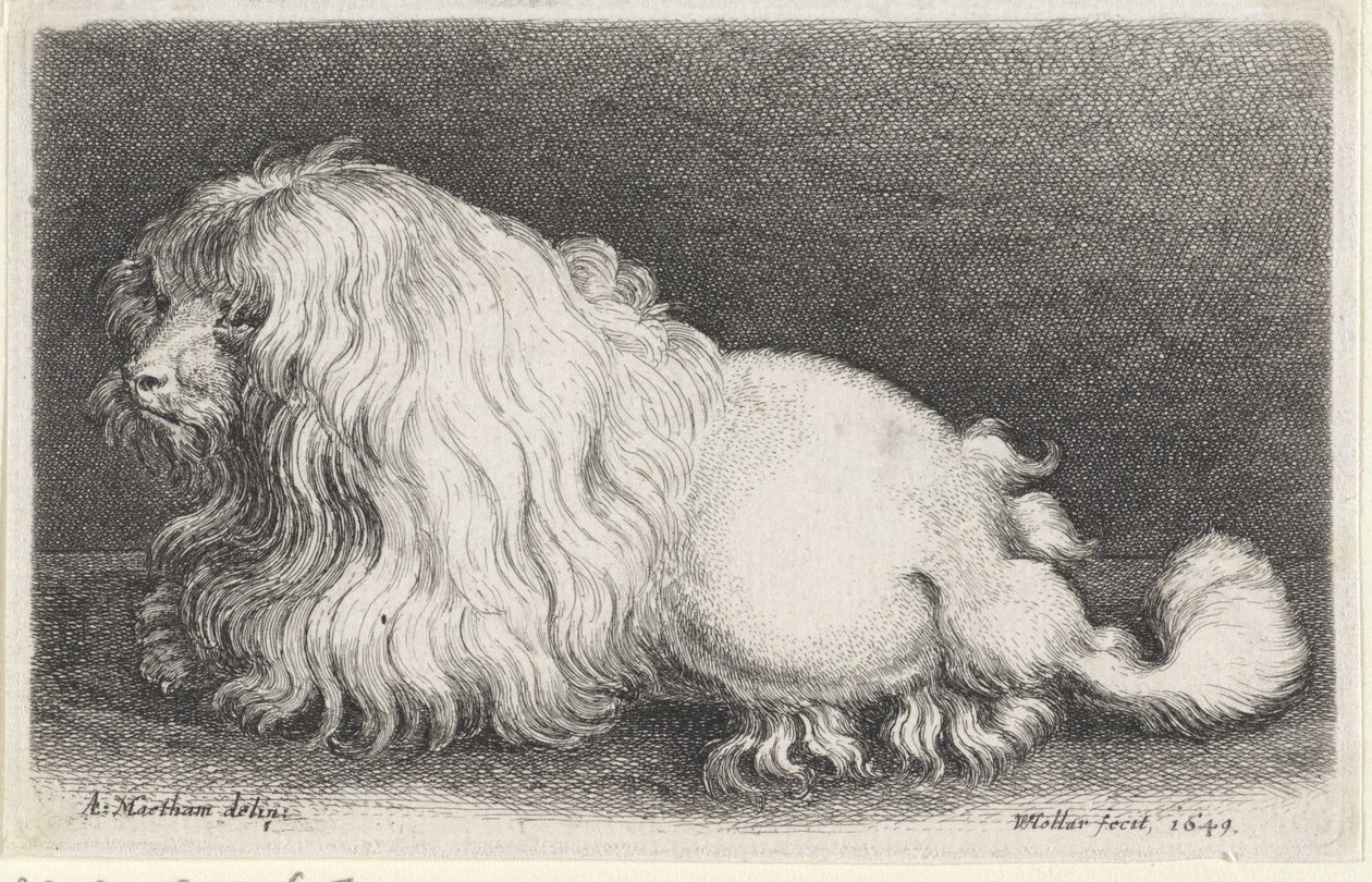 Perro blanco de Wenceslaus Hollar