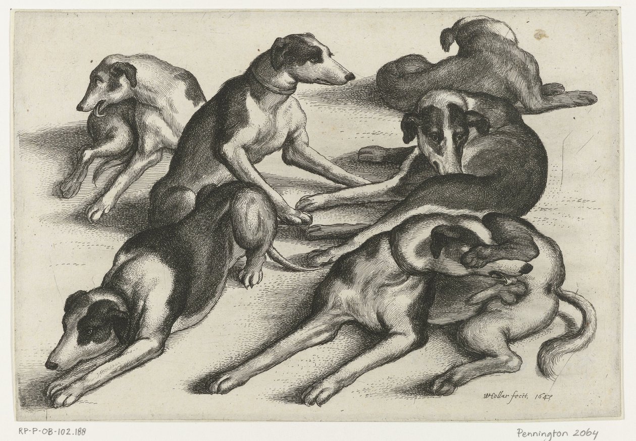Seis perros de caza mentirosos Caza, perros de caza y caza (título de la serie) de Wenceslaus Hollar