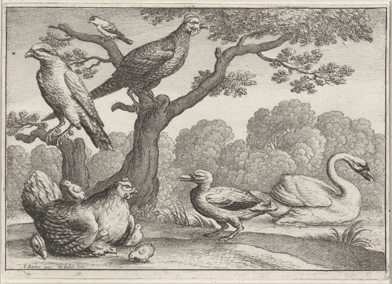 Cisne, pollo con pollitos y otras aves. Aves diferentes (título de la serie) de Wenceslaus Hollar