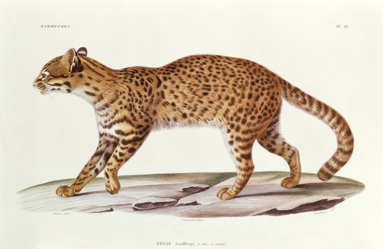 Gato de Geoffroy (felis Geoffroyi) ilustración de Voyage dans l