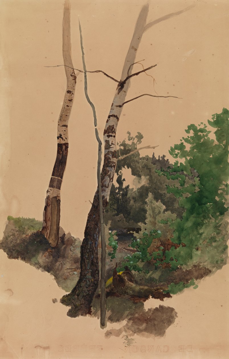 Dos troncos de abedul desnudos y arbustos de Werner Holmberg