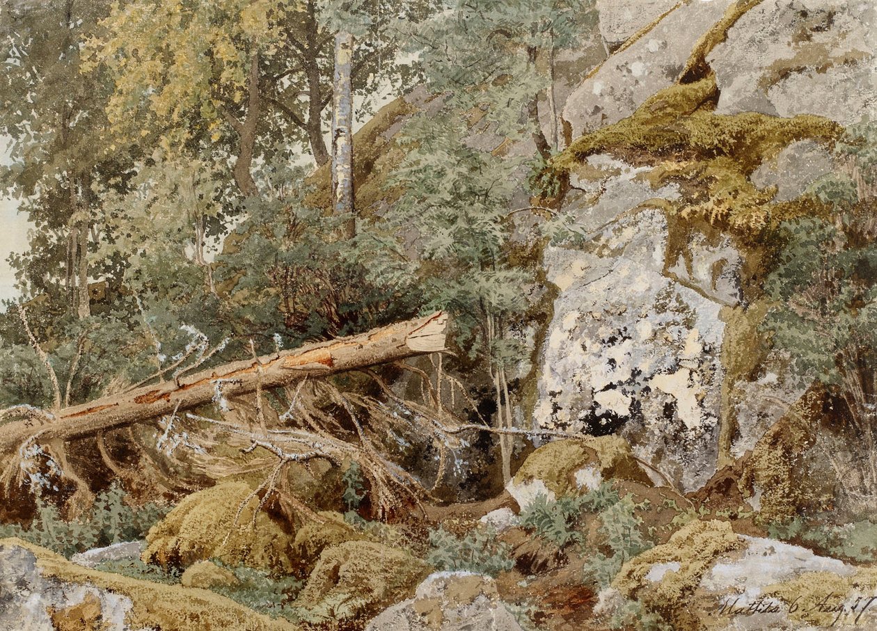 Roca musgosa en el bosque de Werner Holmberg