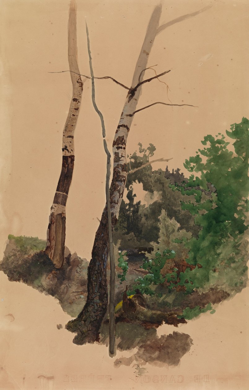Dos troncos de abedul desnudos y arbustos de Werner Holmberg